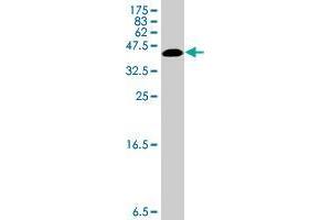 Western Blot detection against Immunogen (35. (RNPS1 antibody  (AA 158-239))