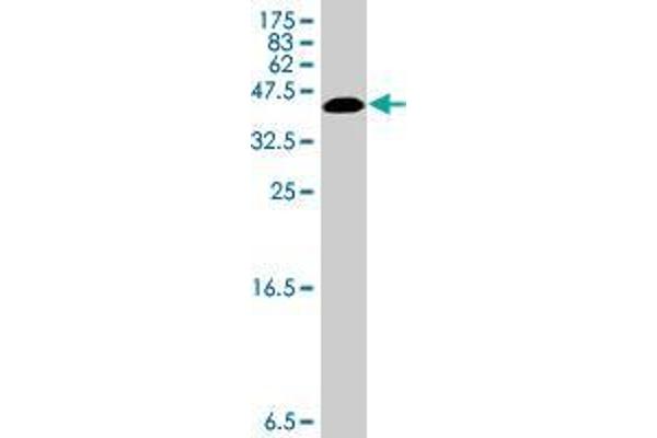 RNPS1 antibody  (AA 158-239)