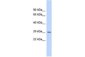 Western Blotting (WB) image for anti-Regulatory Factor X-Associated Protein (RFXAP) antibody (ABIN2458011) (RFXAP antibody)