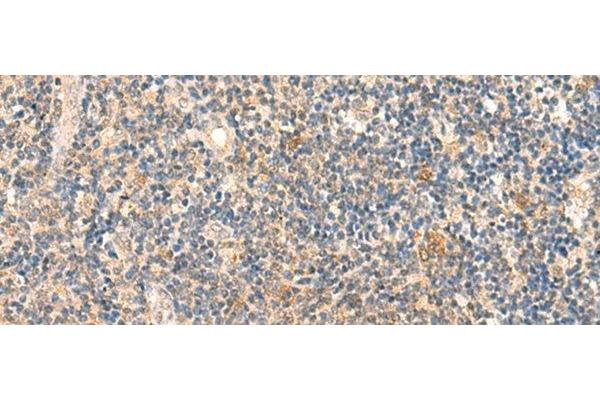 HSPA4L antibody