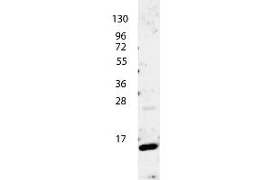 anti-Human IL-4 antibody shows detection of a band ~15 kDa in size corresponding to recombinant human IL-4.