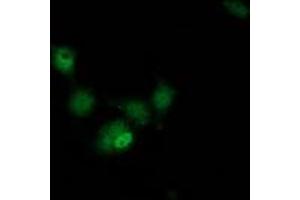 Anti-HAGHL mouse monoclonal antibody (ABIN2454268) immunofluorescent staining of COS7 cells transiently transfected by pCMV6-ENTRY HAGHL (RC200832). (HAGHL antibody)