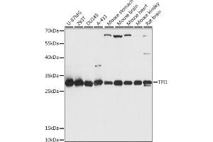 Western blot analysis of extracts of various cell lines, using TPI1 antibody (ABIN7270977) at 1:1000 dilution. (TPI1 antibody  (AA 1-249))