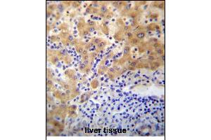 CDD1 Antibody (N-term) 13356a immunohistochemistry analysis in formalin fixed and paraffin embedded human liver tissue followed by peroxidase conjugation of the secondary antibody and DAB staining. (APCDD1 antibody  (N-Term))