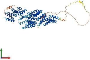 AlphaFold protein structure predicition of Mouse Recombinant Cdc16 Protein, UniprotID Q8R349 (CDC16 Protein (AA 1-620) (His tag))
