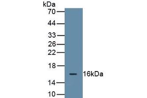 Detection of Recombinant MUC5B, Human using Monoclonal Antibody to Mucin 5 Subtype B (MUC5B) (MUC5B antibody  (AA 5653-5762))