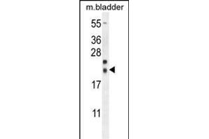 NXNL2 Antibody (Center) (ABIN654522 and ABIN2844244) western blot analysis in mouse bladder tissue lysates (35 μg/lane). (NXNL2 antibody  (AA 80-108))