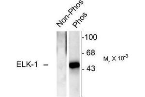 Image no. 1 for anti-ELK1, Member of ETS Oncogene Family (ELK1) (pSer383) antibody (ABIN372618) (ELK1 antibody  (pSer383))