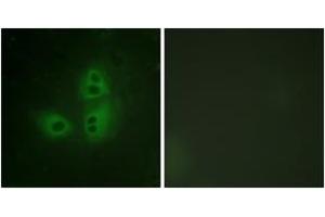 Immunofluorescence analysis of HeLa cells, using nNOS (Ab-852) Antibody. (NOS1 antibody  (AA 818-867))