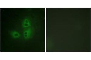 Immunofluorescence analysis of HeLa cells, using nNOS (Ab-852) Antibody. (NOS1 antibody  (AA 818-867))