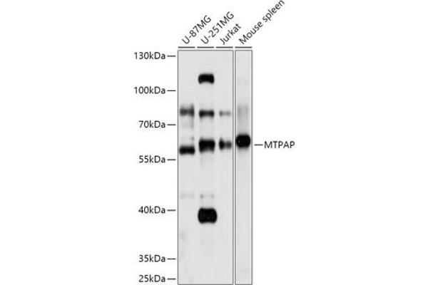 PAPD1 Antikörper  (AA 383-582)