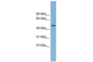 WB Suggested Anti-SERPINB1 Antibody Titration: 0. (SERPINB1 antibody  (Middle Region))