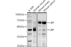 Western blot analysis of extracts of various cell lines, using LBP antibody (ABIN7268285) at 1:1000 dilution. (LBP antibody)