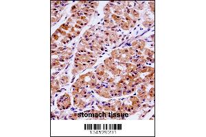 KLK15 Antibody immunohistochemistry analysis in formalin fixed and paraffin embedded human stomach tissue followed by peroxidase conjugation of the secondary antibody and DAB staining.