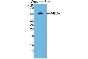 Western Blotting (WB) image for anti-Ribonuclease, RNase A Family, 1 (Pancreatic) (RNASE1) (AA 26-152) antibody (ABIN1860453)
