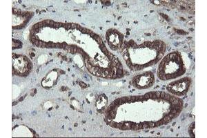 Image no. 1 for anti-Acyl-CoA Binding Domain Containing 3 (Acbd3) antibody (ABIN1498415) (ACBD3 antibody)