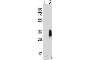 Western blot analysis of CD27 antibody and 293 cell lysate either nontransfected (Lane 1) or transiently transfected (2) with the CD27 gene. (CD27 antibody  (AA 196-225))