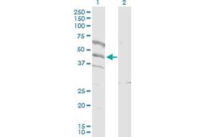 Western Blot analysis of SPATA5L1 expression in transfected 293T cell line by SPATA5L1 MaxPab polyclonal antibody. (SPATA5L1 antibody  (AA 1-426))