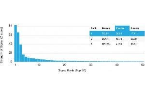 Analysis of Protein Array containing more than 19,000 full-length human proteins using FOLH1 (PSMA) Mouse Monoclonal Antibody (FOLH1/2354). (PSMA antibody  (AA 232-433))