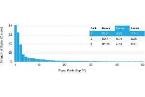 Analysis of Protein Array containing more than 19,000 full-length human proteins using FOLH1 (PSMA) Mouse Monoclonal Antibody (FOLH1/2354).