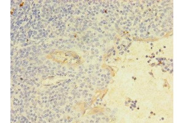 KLRC2 antibody  (AA 94-231)