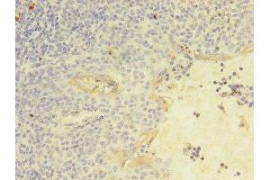 Immunohistochemistry of paraffin-embedded human tonsil tissue using ABIN7161641 at dilution of 1:100 (KLRC2 antibody  (AA 94-231))