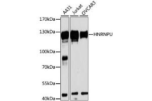 Western blot analysis of extracts of various cell lines, using HNRNPU antibody (ABIN1873068) at 1:3000 dilution. (HNRNPU antibody)