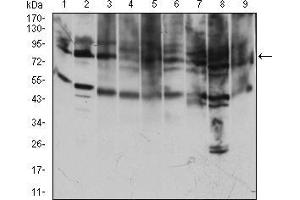 Western blot analysis using TFRC mouse mAb against Jurkat (1), Hela (2), K562 (3), Cos7 (4), MCF-7 (5), PC-12 (6), NIH/3T3 (7), HEK293 (8), RAJI (9) cell lysate. (Transferrin Receptor antibody  (AA 608-727))