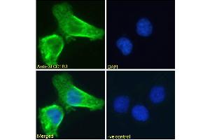 Immunofluorescence (IF) image for anti-Solute Carrier Organic Anion Transporter Family, Member 1B3 (SLCO1B3) (Internal Region) antibody (ABIN570800)