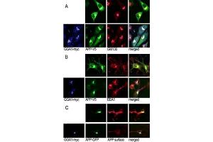 A, N2a cells cotransfected with  45V5 and GGA1 45myc or empty vector were immunostained for P (Alexa488, green), GGA1 (Cy5, blue), and the Golgi marker G (Cy3, red). (GGA1 antibody  (N-Term))