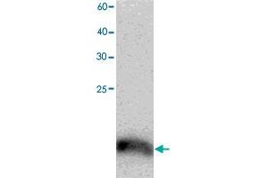 Western blot analysis in TCEB2 recombinant protein with TCEB2 monoclonal antibody, clone 9y74  at 1 : 1000 dilution.
