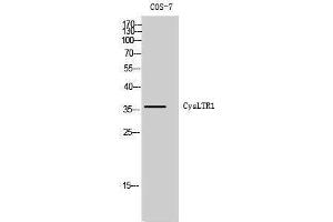 Western Blotting (WB) image for anti-Cysteinyl Leukotriene Receptor 1 (CYSLTR1) (Internal Region) antibody (ABIN3184209) (CysLTR1 antibody  (Internal Region))
