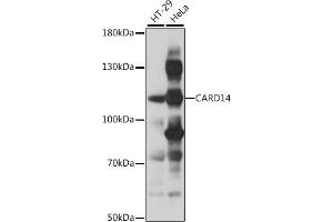 Western blot analysis of extracts of various cell lines, using C antibody (ABIN7266126) at 1:1000 dilution. (CARD14 antibody  (AA 200-500))