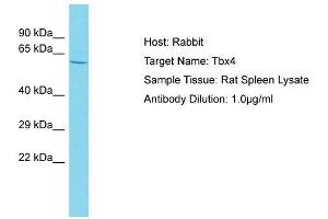 Host: Rabbit  Target Name: Tbx4  Sample Tissue: Rat Spleen lysates  Antibody Dilution: 1.
