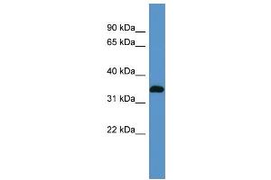 WB Suggested Anti-Atp1b2 Antibody Titration:  0. (ATP1B2 antibody  (N-Term))