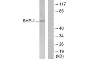 Western blot analysis of extracts from NIH-3T3 cells, using SHP-1 (Ab-536) Antibody. (SHP1 antibody  (AA 502-551))