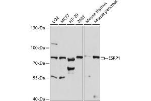 Western blot analysis of extracts of various cell lines, using ESRP1 antibody (ABIN7266998) at 1:1000 dilution. (ESRP1 antibody  (AA 1-220))