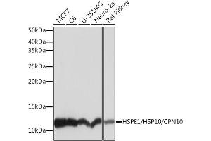 Western blot analysis of extracts of various cell lines, using HSPE1/HSP10/HSPE1/HSP10/CPN10 Rabbit mAb (ABIN7267567) at 1:1000 dilution. (HSPE1 antibody)