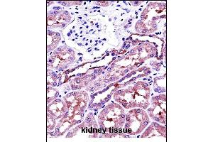 NSA Antibody (C-term) 13772b immunohistochemistry analysis in formalin fixed and paraffin embedded human kidney tissue followed by peroxidase conjugation of the secondary antibody and DAB staining. (NAPSA antibody  (C-Term))
