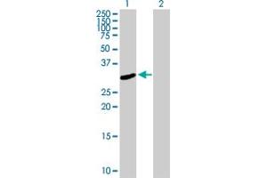 Western Blot analysis of FRMPD2 expression in transfected 293T cell line by FRMPD2 MaxPab polyclonal antibody.