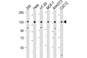 All lanes : Anti-MYPT1 (Ser507) Antibody at 1:4000 dilution Lane 1: 293 whole cell lysate Lane 2: Hela whole cell lysate Lane 3: HT-29 whole cell lysate Lane 4: MCF-7 whole cell lysate Lane 5: NIH/3T3 whole cell lysate Lane 6: C2C12 whole cell lysate Lysates/proteins at 20 μg per lane. (PPP1R12A antibody  (Ser507))