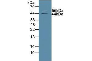 Detection of MMP13 in Mouse Skin Tissue using Polyclonal Antibody to Matrix Metalloproteinase 13 (MMP13) (MMP13 antibody  (AA 290-468))