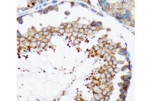Immunohistochemistry of paraffin-embedded Mouse testis using HYOU1 Polyclonal Antibody at dilution of 1:100 (40x lens).