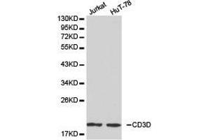 Western Blotting (WB) image for anti-CD3d Molecule, delta (CD3-TCR Complex) (CD3D) antibody (ABIN1871625)