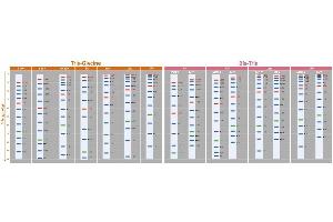 SDS-PAGE (SDS) image for ExcelBand™ 3-color Extra Range Protein Marker (ABIN5662599)