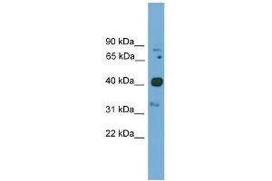WB Suggested Anti-Foxq1 Antibody Titration:  0. (FOXQ1 antibody  (N-Term))