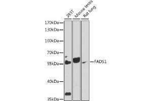 Western blot analysis of extracts of various cell lines, using F antibody (ABIN7267156) at 1:1000 dilution. (FADS1 antibody  (AA 100-200))