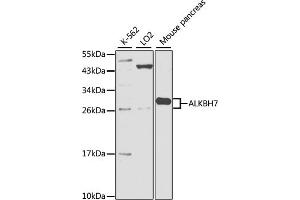 Western blot analysis of extracts of various cell lines, using  antibody (ABIN3016008, ABIN3016009, ABIN5664063 and ABIN6219493) at 1:1000 dilution. (ALKBH7 antibody  (AA 1-221))