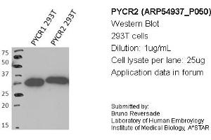 Image no. 1 for anti-Pyrroline-5-Carboxylate Reductase Family, Member 2 (PYCR2) (Middle Region) antibody (ABIN503605) (PYCR2 antibody  (Middle Region))