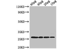 Western Blot Positive WB detected in: Rosseta bacteria lysate at 80 μg, 40 μg, 20 μg, 10 μg All lanes: rpsB antibody at 2. (rPSB (AA 2-241) antibody)